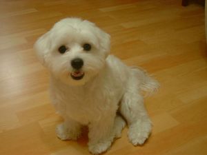 how-to-do-maltese-dog-training