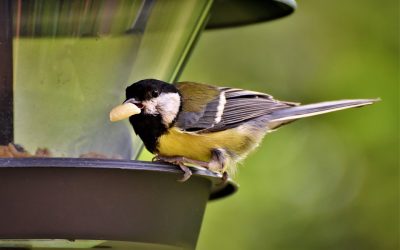 “PTICE OKOLI NAS V LETU 2020«  Šolski likovni natečaj in štetje ptic